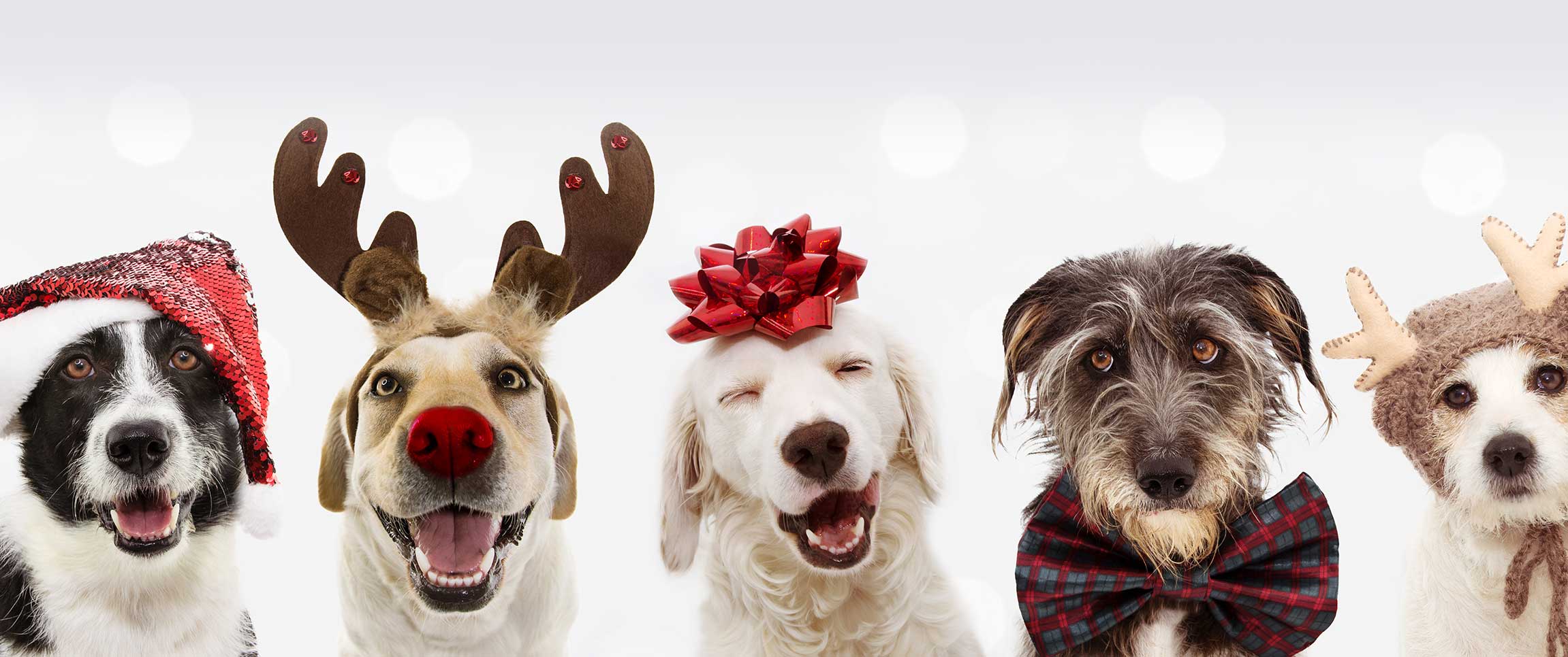 Dress Your Pet for the Holidays