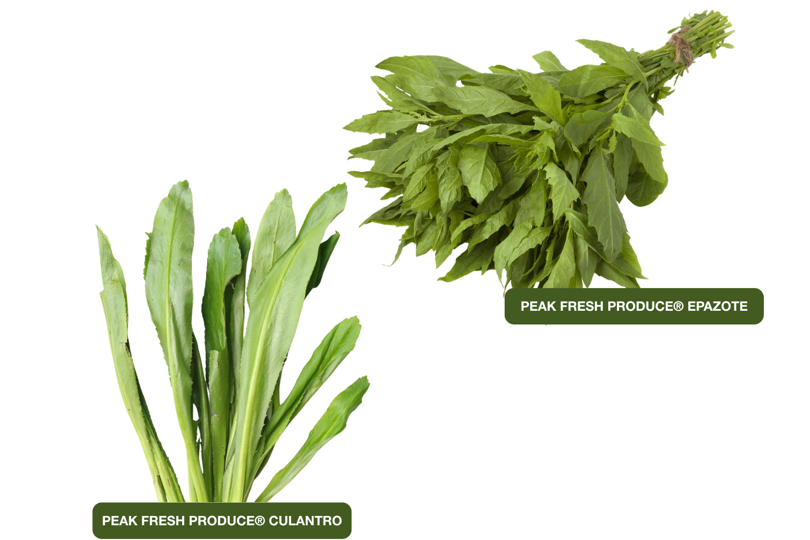 Peak Fresh Produce® Epazote & Culantro