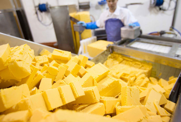 Cheese Blocks being processed in a factory